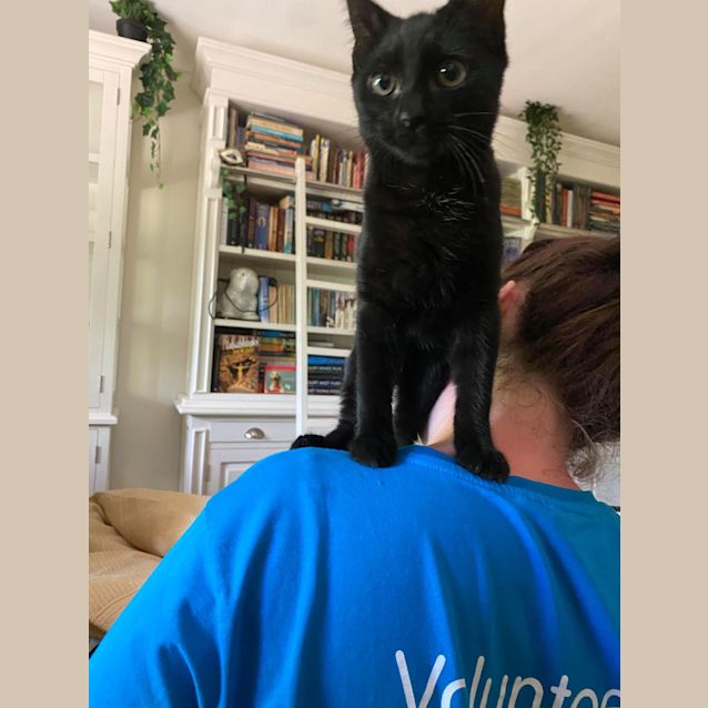 Photo of Mimosa
