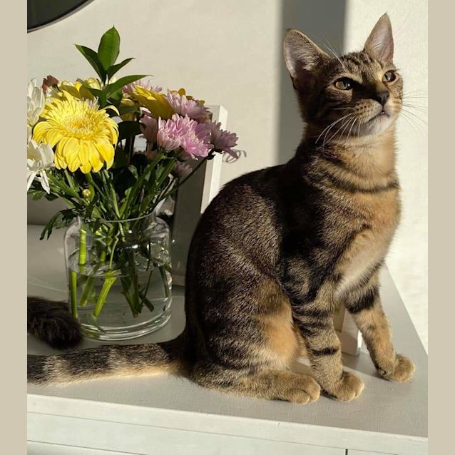 Photo of Oakley 💙