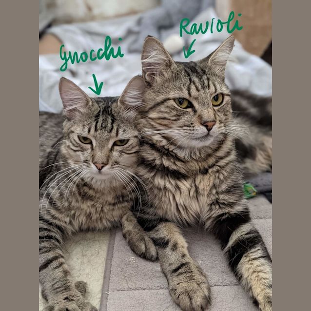 Photo of Ravioli And Gnocchi 