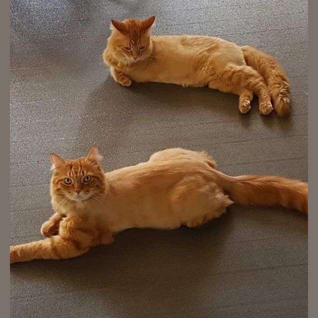 Photo of Meep & Sam