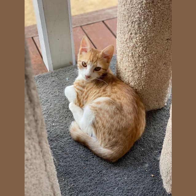 Photo of Kumquat Jam