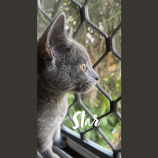 Photo of Star