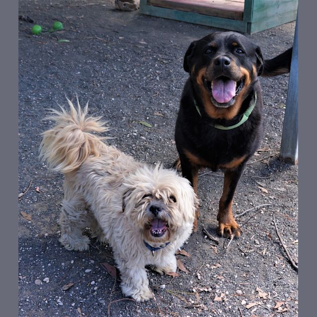 Photo of Ewok