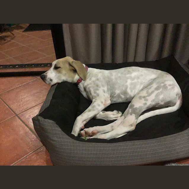Photo of Honey