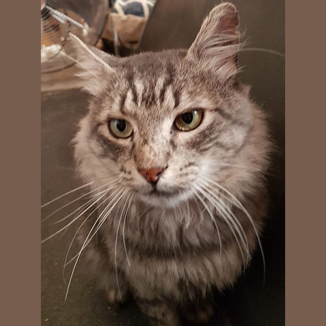 Photo of Hanny (Hannibal)  