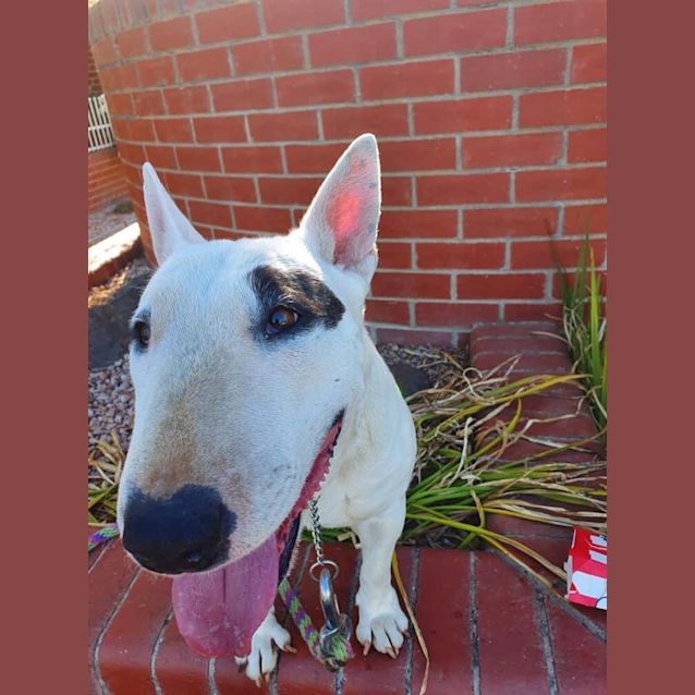 Photo of Diamond   Foster Carer With View To Adopt