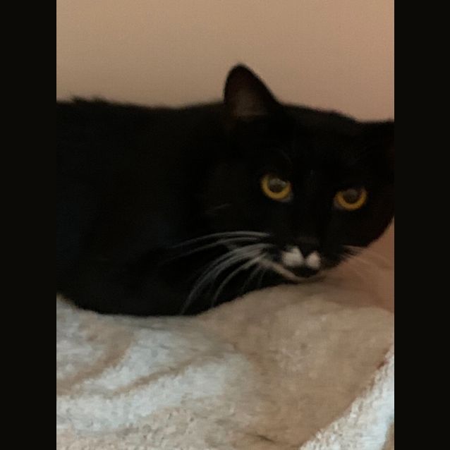 Photo of Grover
