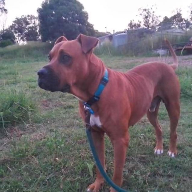 Photo of Rex