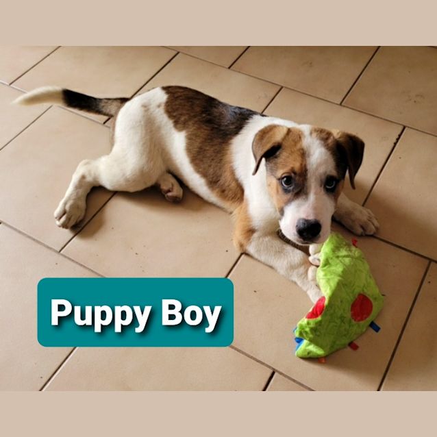 Photo of Puppy Boy