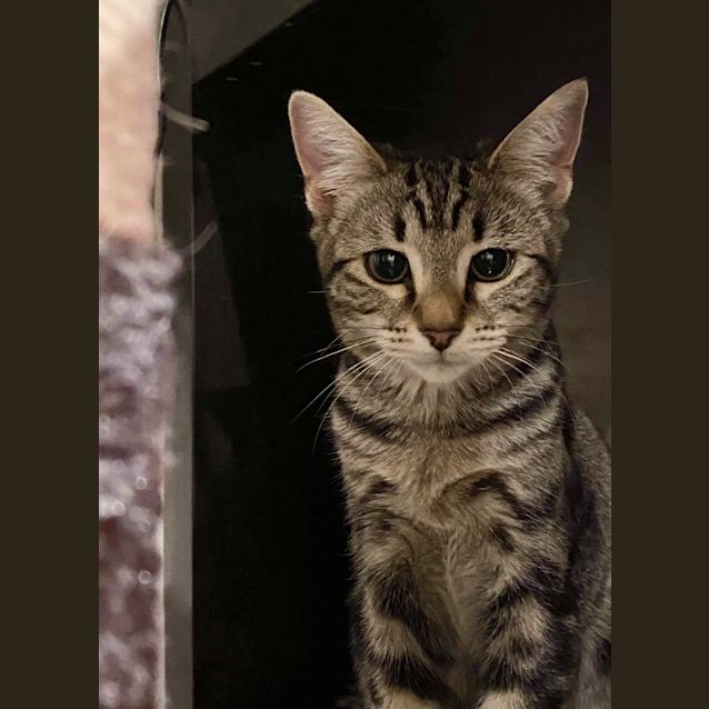 Photo of Rose
