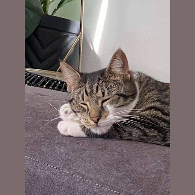 Photo of Rebel