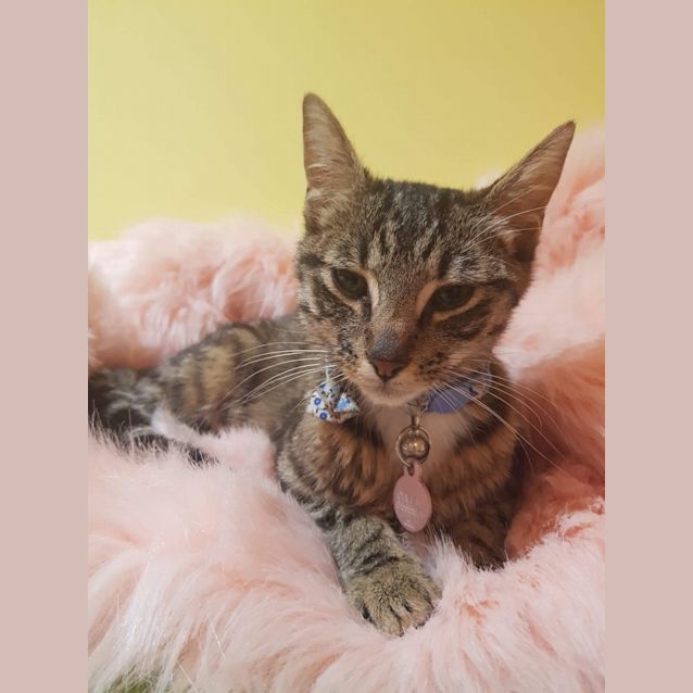 Photo of Tinsel ~ 2 Year Old Female Cat (On Trial 25/04/21)