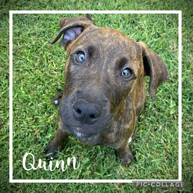 Photo of Quinn