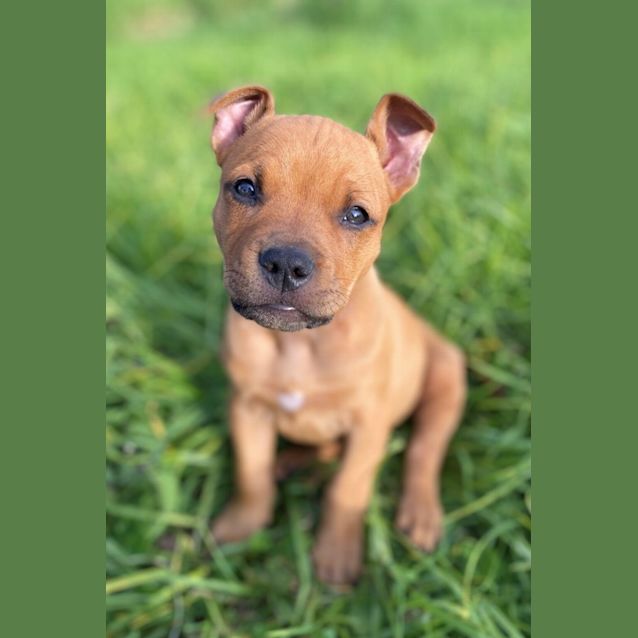 Photo of Wilbur