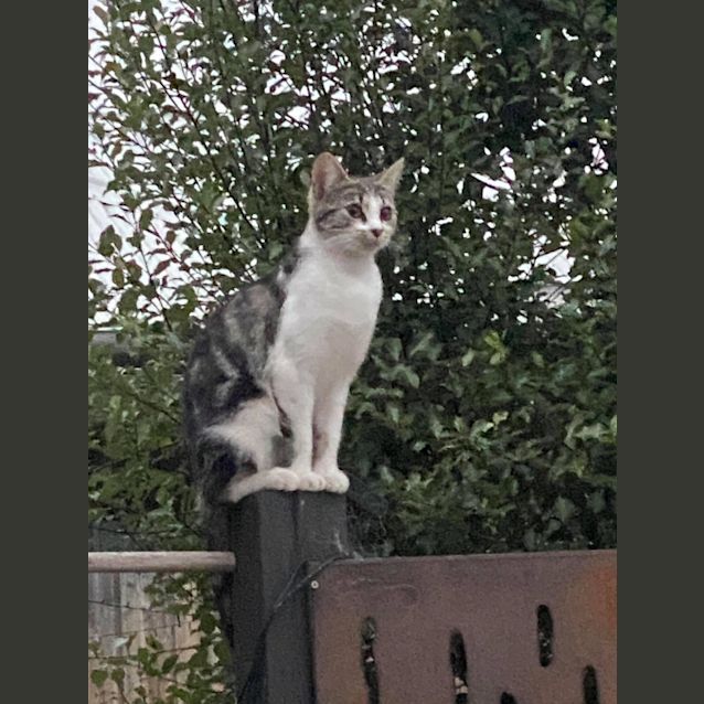Photo of Buttercup