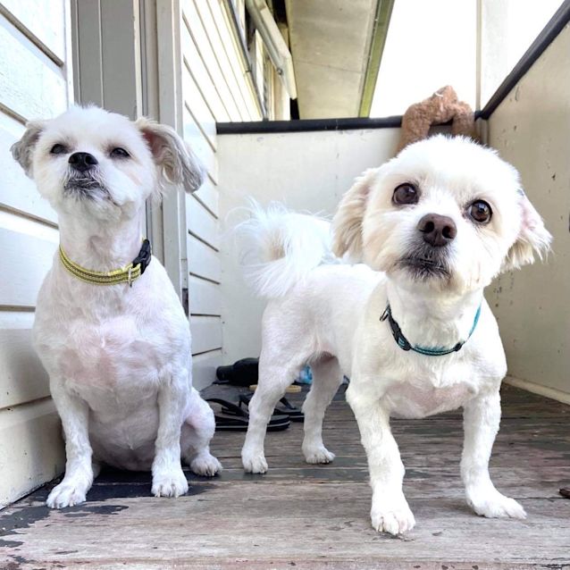 Photo of Bella And Coco