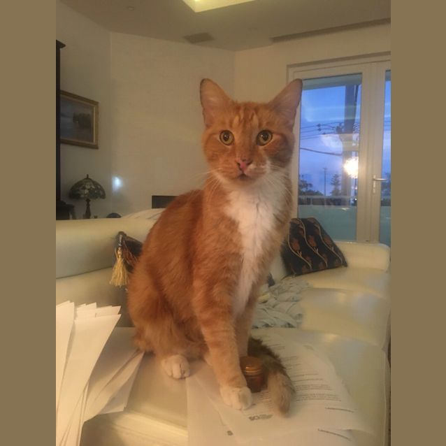Photo of Charlie Boy 