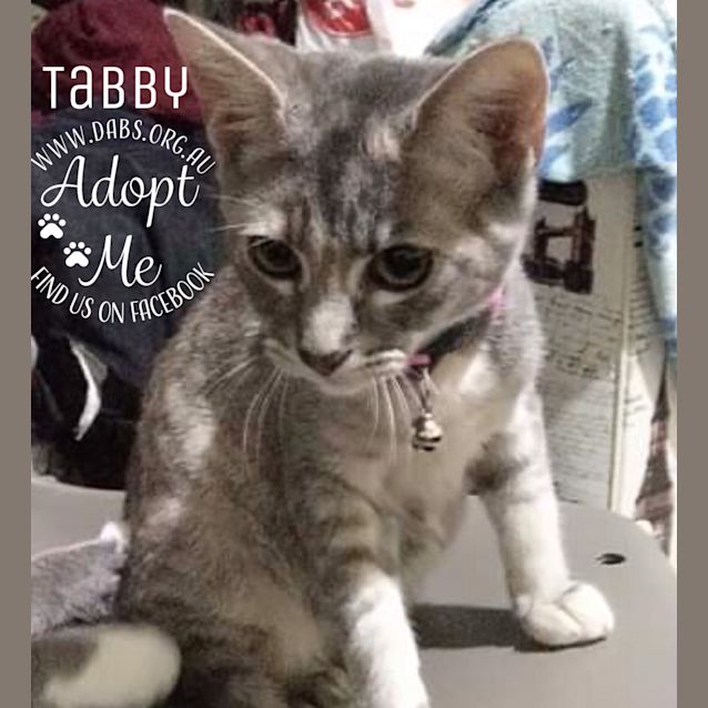 Photo of Tabby
