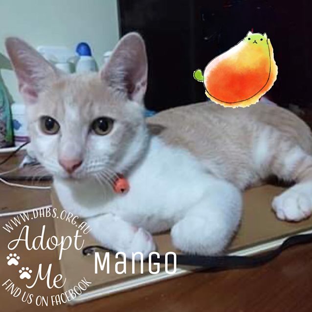 Photo of Mango