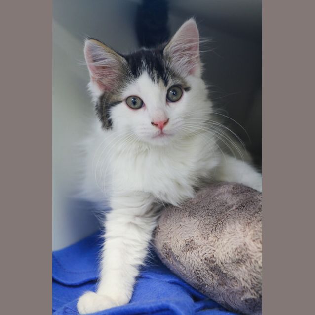 Photo of Scout