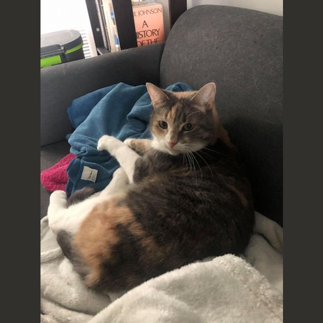 Photo of Krumpet The Kuddly Kat