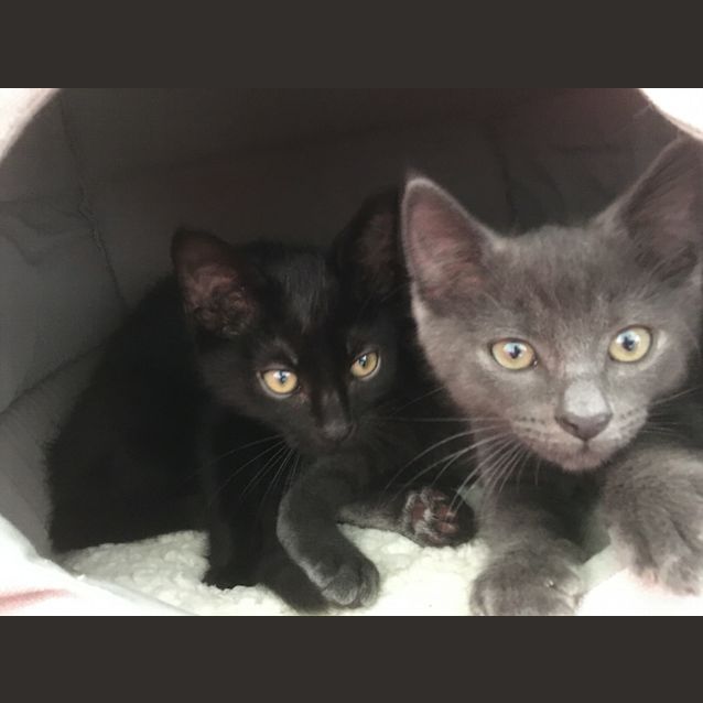 Photo of Cola And Dust Bunny