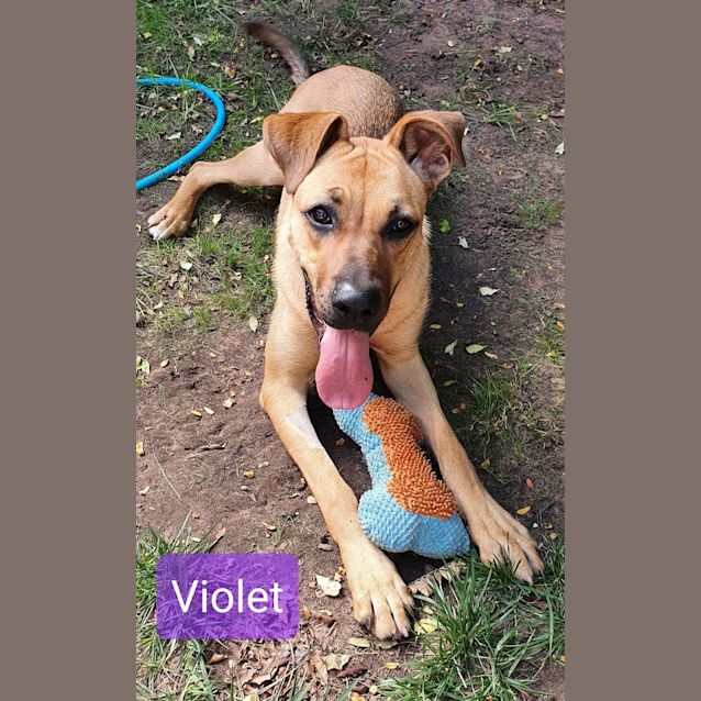 Photo of Violet