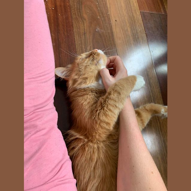 Photo of Valentino 🧡