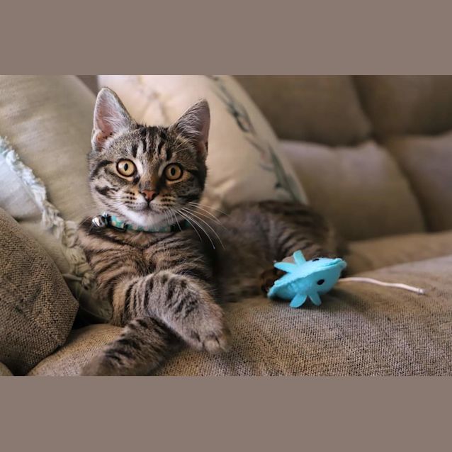 Photo of Forest 🌲