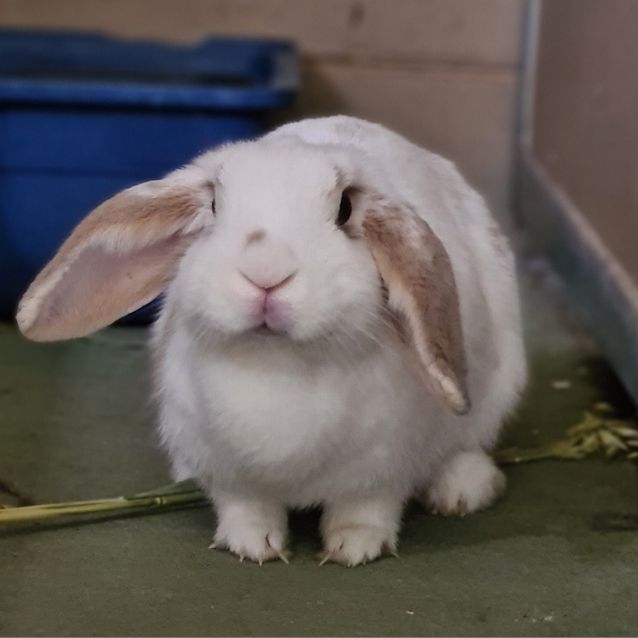 Photo of Lyra (Adoption Pending)