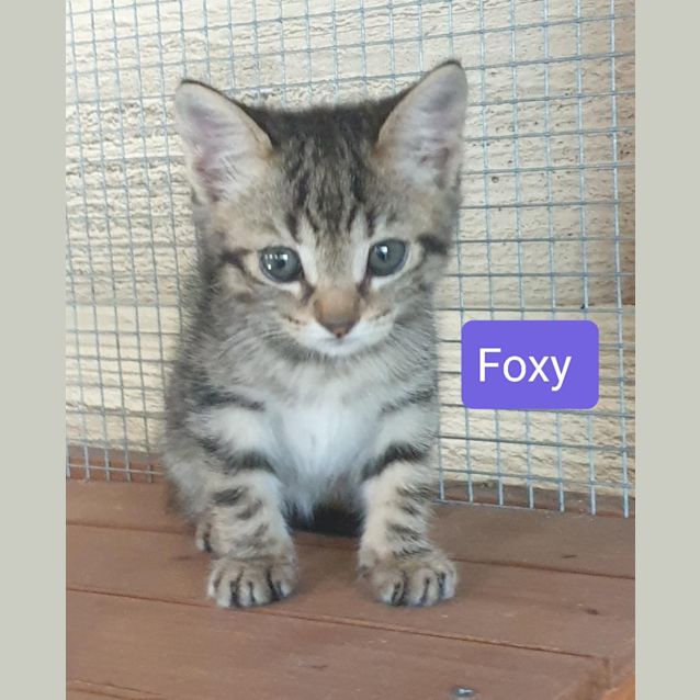 Photo of Foxy