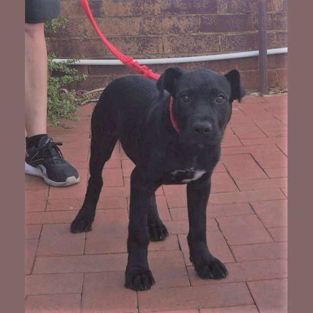 Photo of Midnight