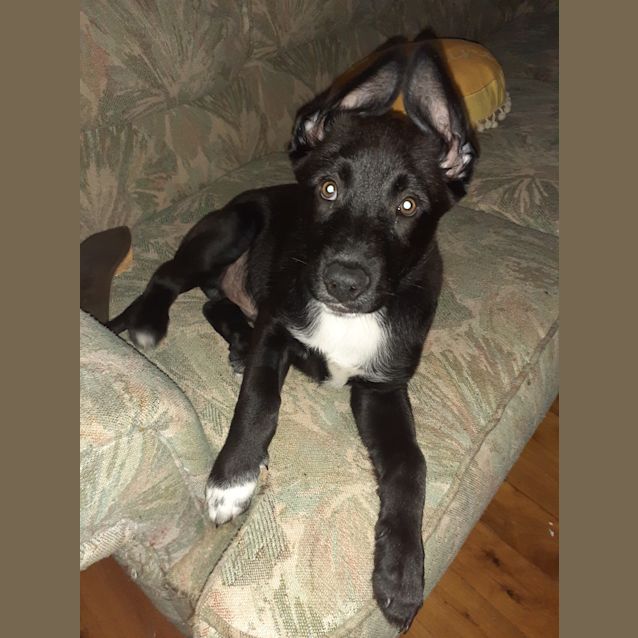 Photo of Diesel