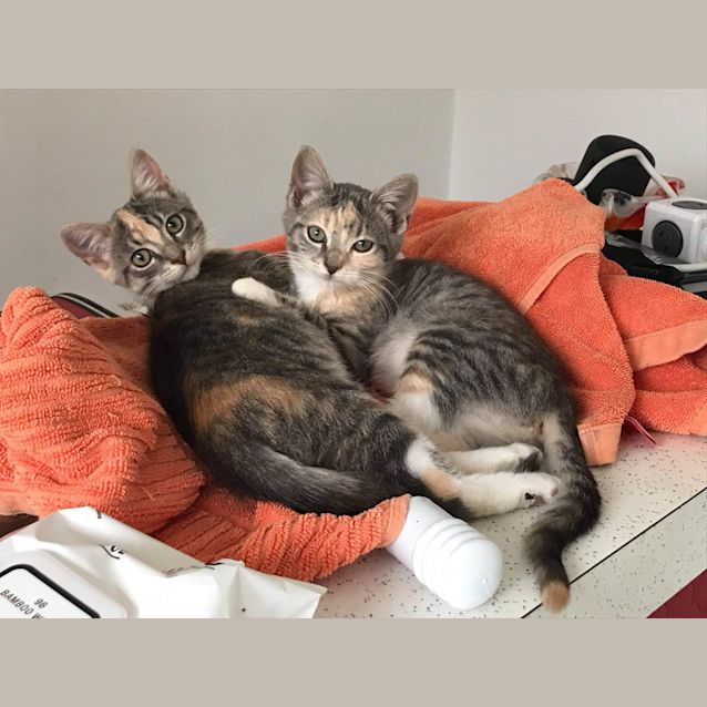 Photo of Peanut And Cookie