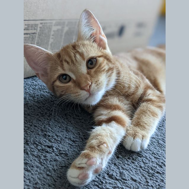 Photo of Oscar
