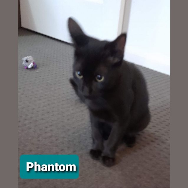 Photo of Phantom
