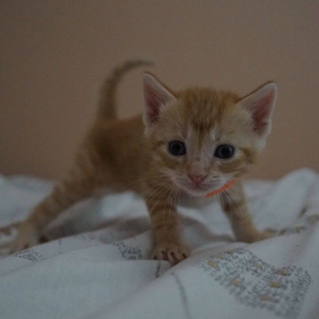 Photo of Dex