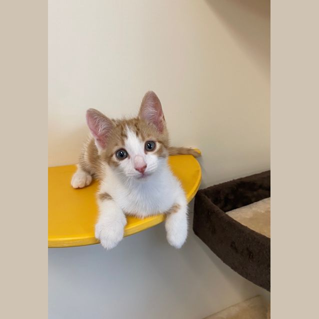 Photo of Glitzy