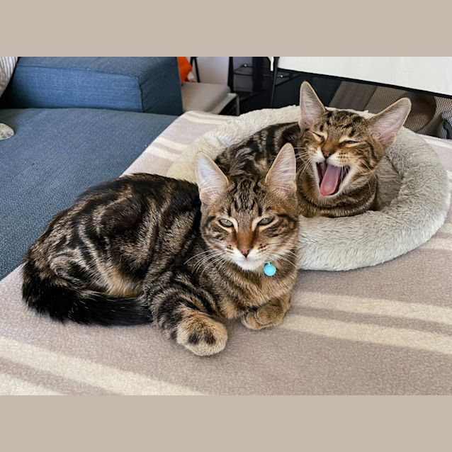 Photo of Ollie And Benny   Located In Collingwood