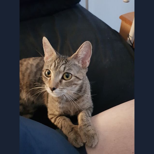 Photo of Khajiit