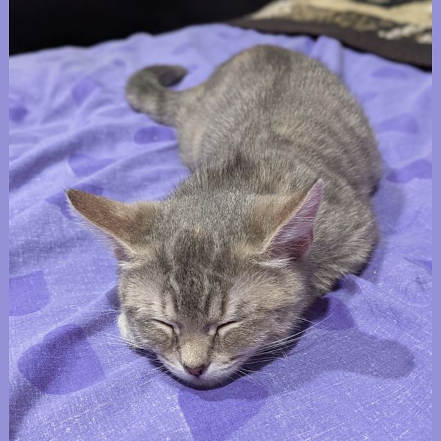 Photo of Cinder
