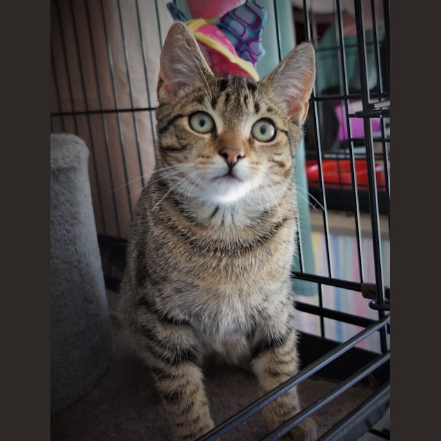 Photo of Percy