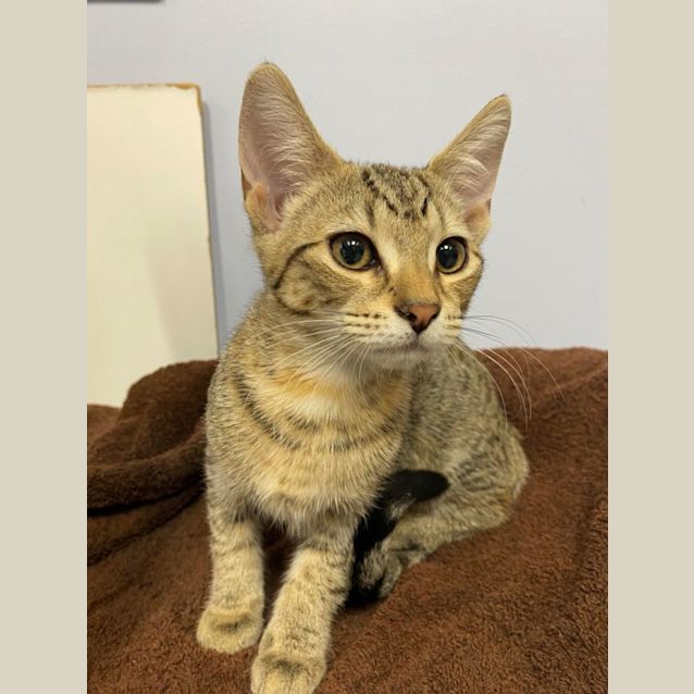 Photo of Freya