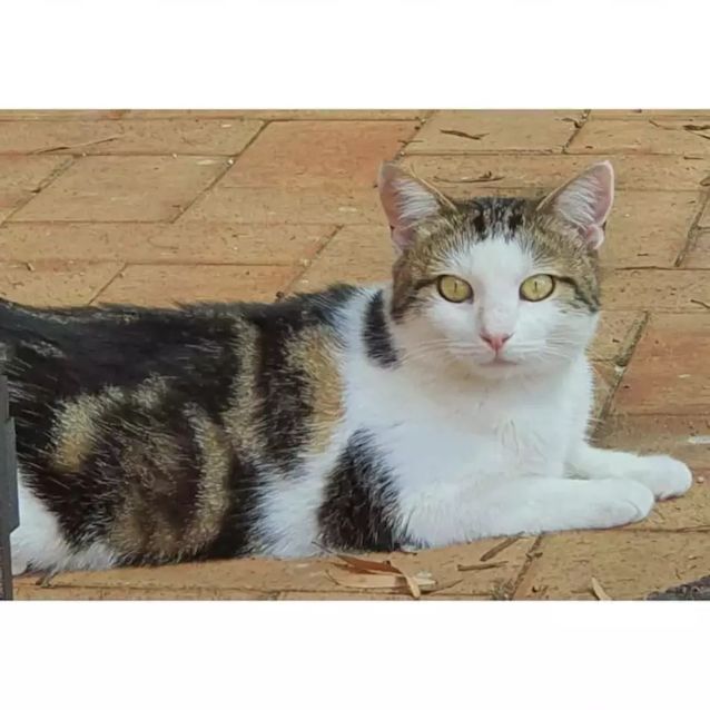 Photo of 2695   Mandolin