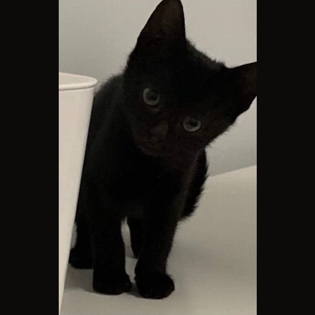 Photo of Ebony 