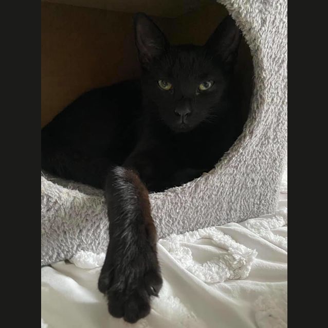 Photo of Gidget