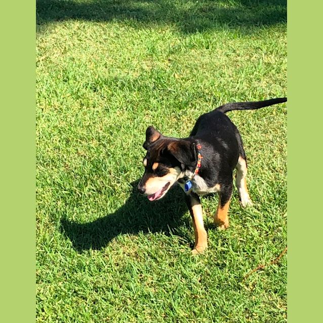 Photo of Lillian ~ Kelpie X (Hold 15/3/21 Assessing Apps)