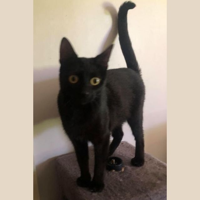 Photo of Black Beauty   But You Can Call Me Bb