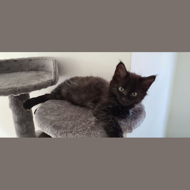 Photo of Pickles