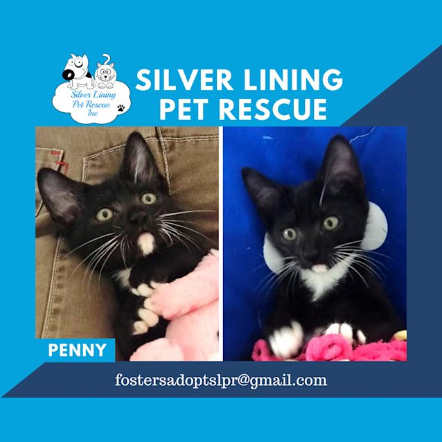 Photo of Penny